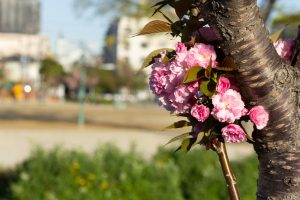 川名公園、4月の春の花、名古屋市昭和区の観光・撮影スポットの画像と写真