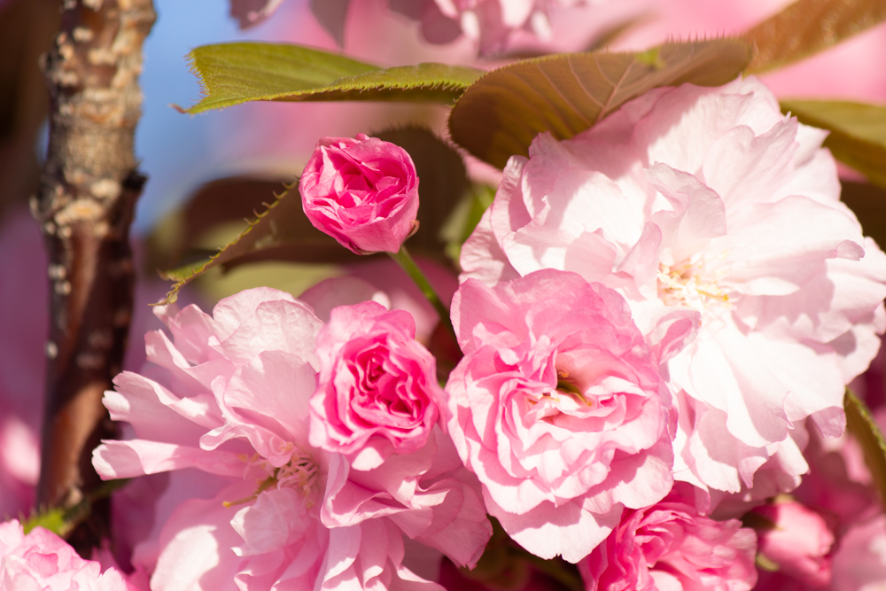 川名公園、4月の春の花、名古屋市昭和区の観光・撮影スポットの画像と写真
