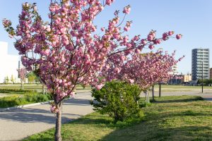 川名公園、4月の春の花、名古屋市昭和区の観光・撮影スポットの画像と写真