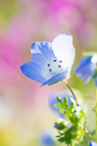 川名公園、4月の春の花、名古屋市昭和区の観光・撮影スポットの画像と写真