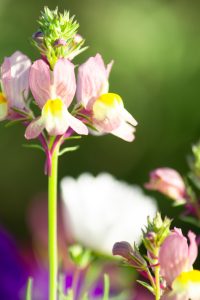 川名公園、4月の春の花、名古屋市昭和区の観光・撮影スポットの画像と写真