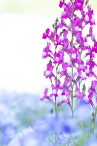 川名公園、4月の春の花、名古屋市昭和区の観光・撮影スポットの画像と写真