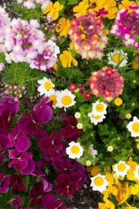 川名公園、4月の春の花、名古屋市昭和区の観光・撮影スポットの画像と写真