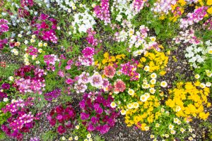 川名公園、4月の春の花、名古屋市昭和区の観光・撮影スポットの画像と写真
