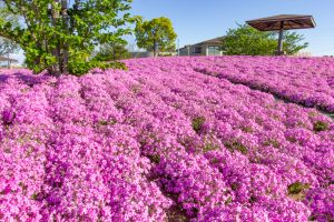 三ツ又池公園、芝桜、4月の春の花、愛知県弥富市の観光・撮影スポットの画像と写真