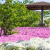 三ツ又池公園、芝桜、4月の春の花、愛知県弥富市の観光・撮影スポットの画像と写真