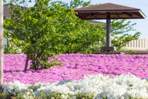 三ツ又池公園、芝桜、4月の春の花、愛知県弥富市の観光・撮影スポットの画像と写真
