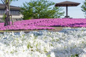 三ツ又池公園、芝桜、4月の春の花、愛知県弥富市の観光・撮影スポットの画像と写真