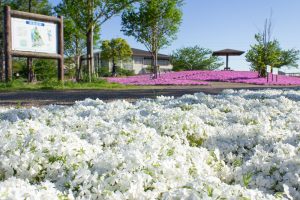 三ツ又池公園、芝桜、4月の春の花、愛知県弥富市の観光・撮影スポットの画像と写真