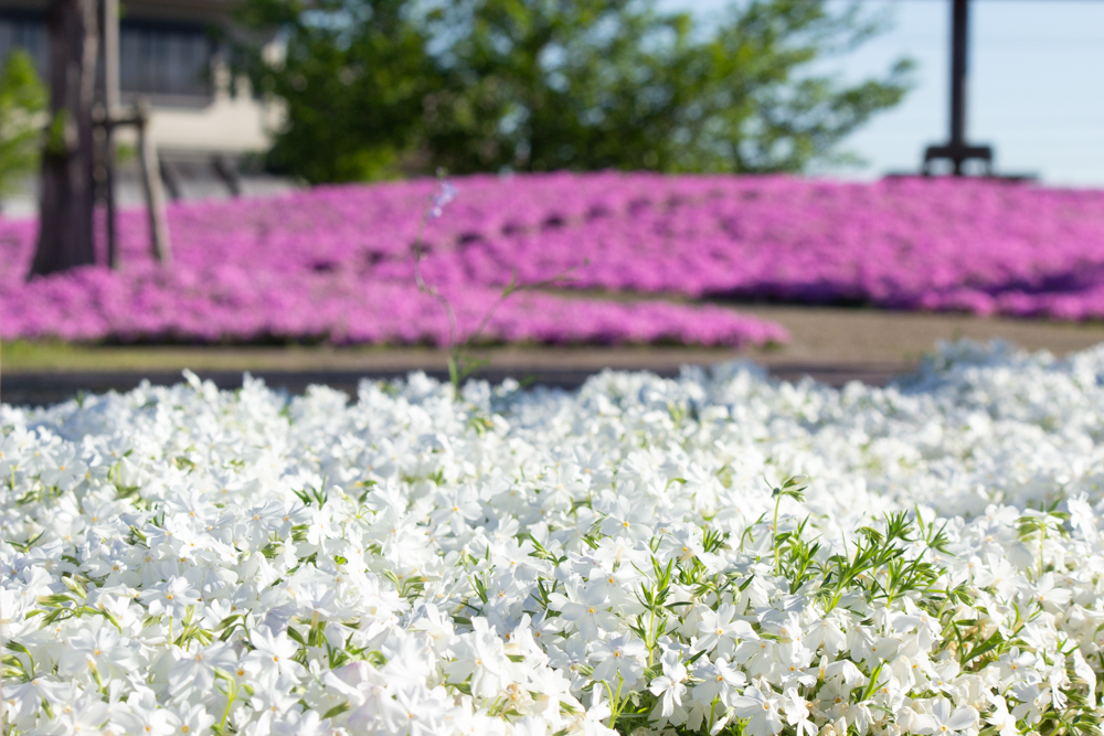三ツ又池公園、芝桜、4月の春の花、愛知県弥富市の観光・撮影スポットの画像と写真