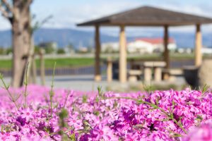 三ツ又池公園、芝桜、4月の春の花、愛知県弥富市の観光・撮影スポットの画像と写真