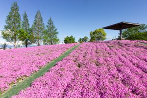 三ツ又池公園、芝桜、4月の春の花、愛知県弥富市の観光・撮影スポットの画像と写真三ツ又池公園、芝桜、4月の春の花、愛知県弥富市の観光・撮影スポットの画像と写真
