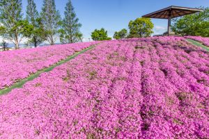 三ツ又池公園、芝桜、4月の春の花、愛知県弥富市の観光・撮影三ツ又池公園、芝桜、4月の春の花、愛知県弥富市の観光・撮影スポットの画像と写真