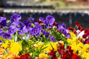 春日井市都市緑化植物園、4月の春の花、愛知県春日井市の観光・撮影スポットの画像と写真