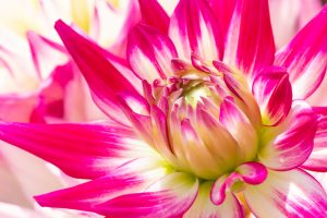春日井市都市緑化植物園、4月の春の花、愛知県春日井市の観光・撮影スポットの画像と写真
