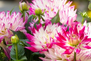春日井市都市緑化植物園、4月の春の花、愛知県春日井市の観光・撮影春日井市都市緑化植物園、4月の春の花、愛知県春日井市の観光・撮影スポットの画像と写真