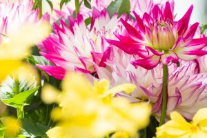 春日井市都市緑化植物園、4月の春の花、愛知県春日井市の観光・撮影スポットの画像と写真