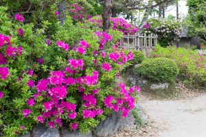 浅野公園、一宮つつじ祭、4月の春の花、愛知県一宮市の観光・撮影スポットの画像と写真