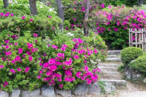 浅野公園、一宮つつじ祭、4月の春の花、愛知県一宮市の観光・撮影スポットの画像と写真
