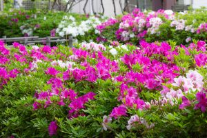 浅野公園、一宮つつじ祭、4月の春の花、愛知県一宮市の観光・撮影スポットの画像と写真