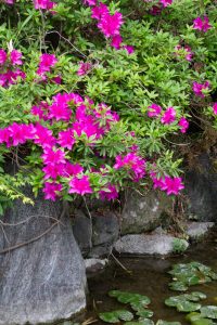 浅野公園、一宮つつじ祭、4月の春の花、愛知県一宮市の観光・撮影スポットの画像と写真