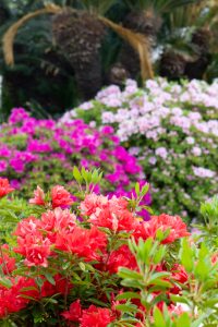 浅野公園、一宮つつじ祭、4月の春の花、愛知県一宮市の観光・撮影スポットの画像と写真