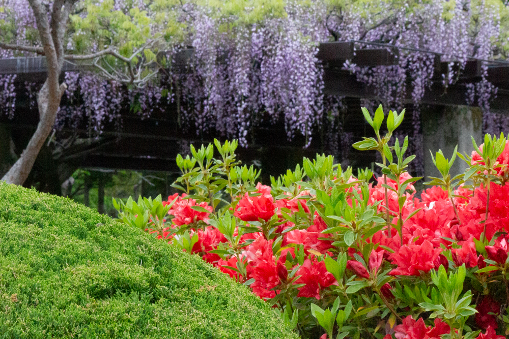 浅野公園、一宮つつじ祭、4月の春の花、愛知県一宮市の観光・撮影スポットの画像と写真
