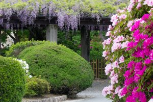 浅野公園、一宮つつじ祭、4月の春の花、愛知県一宮市の観光・撮影スポットの画像と写真浅野公園、一宮つつじ祭、4月の春の花、愛知県一宮市の観光・撮影スポットの画像と写真