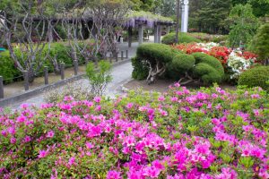 浅野公園、一宮つつじ祭、4月の春の花、愛知県一宮市の観光・撮影スポットの画像と写真