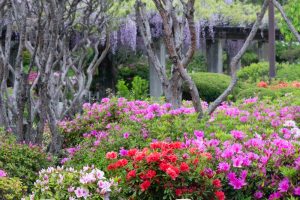 浅野公園、一宮つつじ祭、4月の春の花、愛知県一宮市の観光・撮影スポットの画像と写真