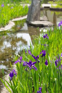 三好公園、かきつばた、5月の夏の花、愛知県みよし市の観光・撮影スポットの画像と写真