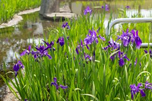三好公園、かきつばた、5月の夏の花、愛知県みよし市の観光・撮影スポットの画像と写真三好公園、かきつばた、5月の夏の花、愛知県みよし市の観光・撮影スポットの画像と写真