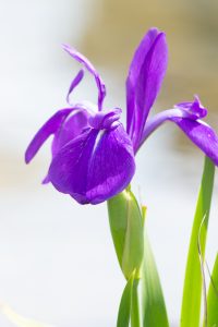 三好公園、かきつばた、5月の夏の花、愛知県みよし市の観光・撮影スポットの画像と写真