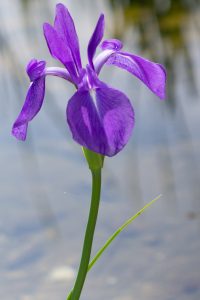 三好公園、かきつばた、5月の夏の花、愛知県みよし市の観光・撮影ス三好公園、かきつばた、5月の夏の花、愛知県みよし市の観光・撮影スポットの画像と写真