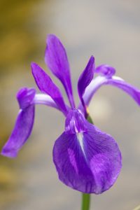 三好公園、かきつばた、5月の夏の花、愛知県みよし市の観光・撮影スポットの画像と写真
