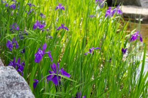 三好公園、かきつばた、5月の夏の花、愛知県みよし市の観光・撮影スポットの画像と写真