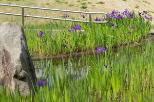 三三好公園、かきつばた、5月の夏の花、愛知県みよし市の観光・撮影スポットの画像と写真