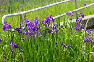 三好公園、かきつばた、5月の夏の花、愛知県みよし市の観光・撮影スポットの画像と写真
