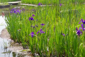 三好公園、かきつばた、5月の夏の花、愛知県みよし市の観光・撮影スポットの画像と写真