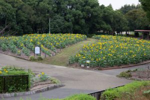 荒子川公園、ひまわり、10月の夏の花、名古屋市中川区の観光・撮影スポットの画像と写真