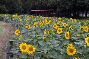 荒子川公園、ひまわり、10月の夏の花、名古屋市中川区の観光・撮影スポットの画像と写真