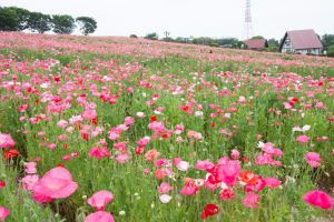 愛知牧場、ひなげし、ポピー、愛知県日進市の観光・撮影スポットの画像と写真