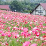 愛知牧場、ひなげし、ポピー、愛知県日進市の観光・撮影スポットの画像と写真