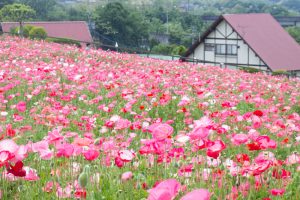 愛知牧場、ひなげし、ポピー、愛知県日進市の観光・撮影スポットの画像と写真