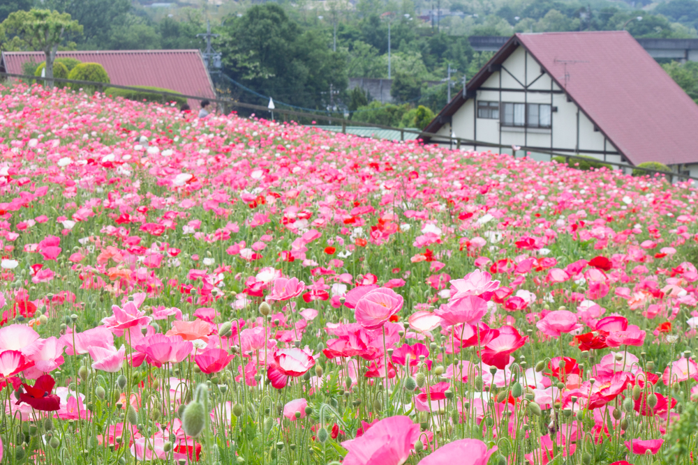 愛知牧場、ひなげし、ポピー、愛知県日進市の観光・撮影スポットの画像と写真