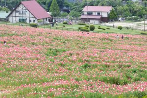 愛知牧場、ひなげし、ポピー、愛知県日進市の観光・撮影スポットの画像と写真