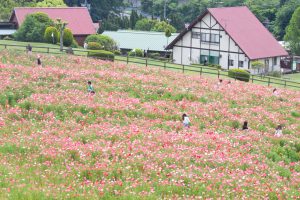愛知牧場、ひなげし、ポピー、愛知県日進市の観光・撮影スポットの画像と写真