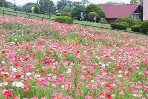 愛知牧場、ひなげし、ポピー、愛知県日進市の観光・撮影スポットの画像と写真