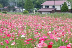 愛知牧場、ひなげし、ポピー、愛知県日進市の観光・撮影スポットの画像と写真