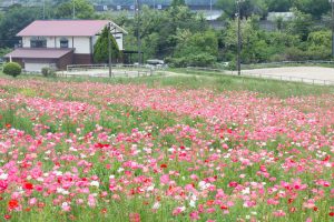 愛知牧場、ひなげし、ポピー、愛知県日進市の観光・撮影スポットの画像と写真